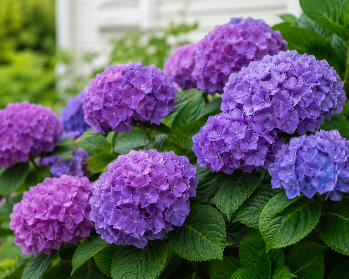 Close-up of vibrant purple hydrangea flowers blooming among lush green leaves in a beautiful outdoor garden.