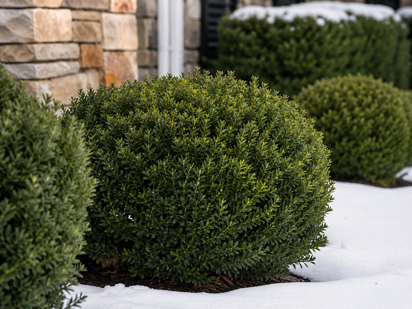Winter Gem Boxwood shrubs covered with light snow in a landscaped winter garden.