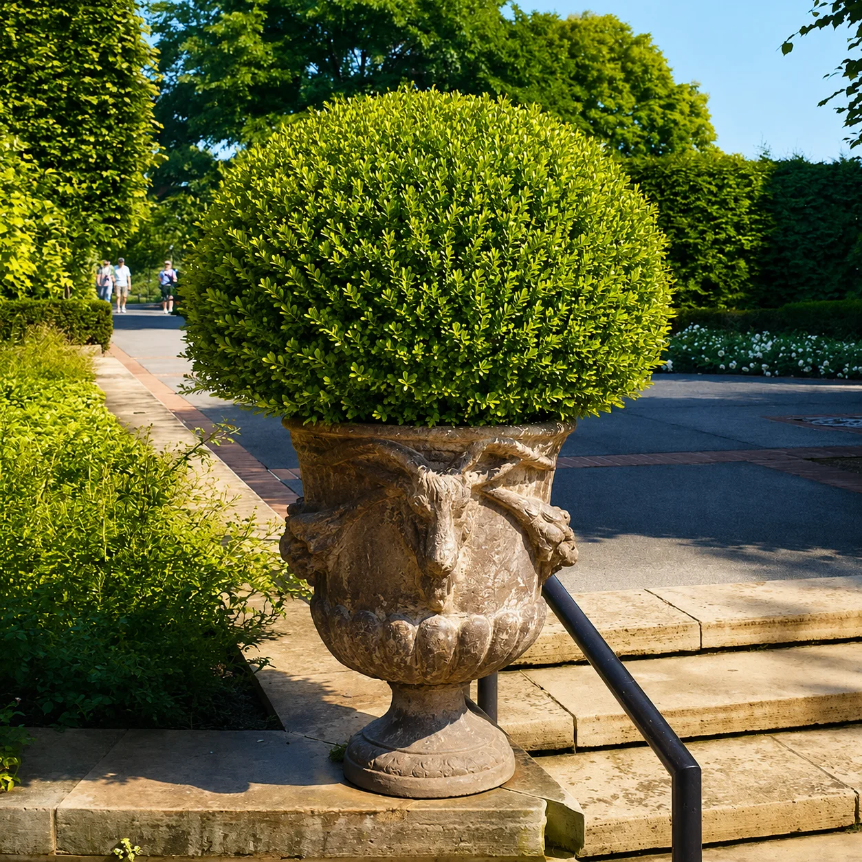 Green Velvet Boxwood shrub in a decorative garden urn surrounded by landscaped greenery