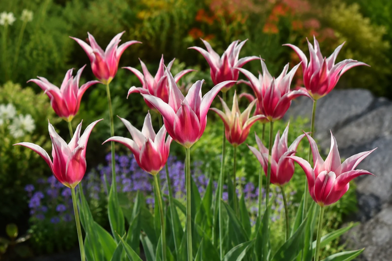 Close-up of pink and white lily-flowered tulips with elegant pointed petals blooming in a vibrant spring garden.