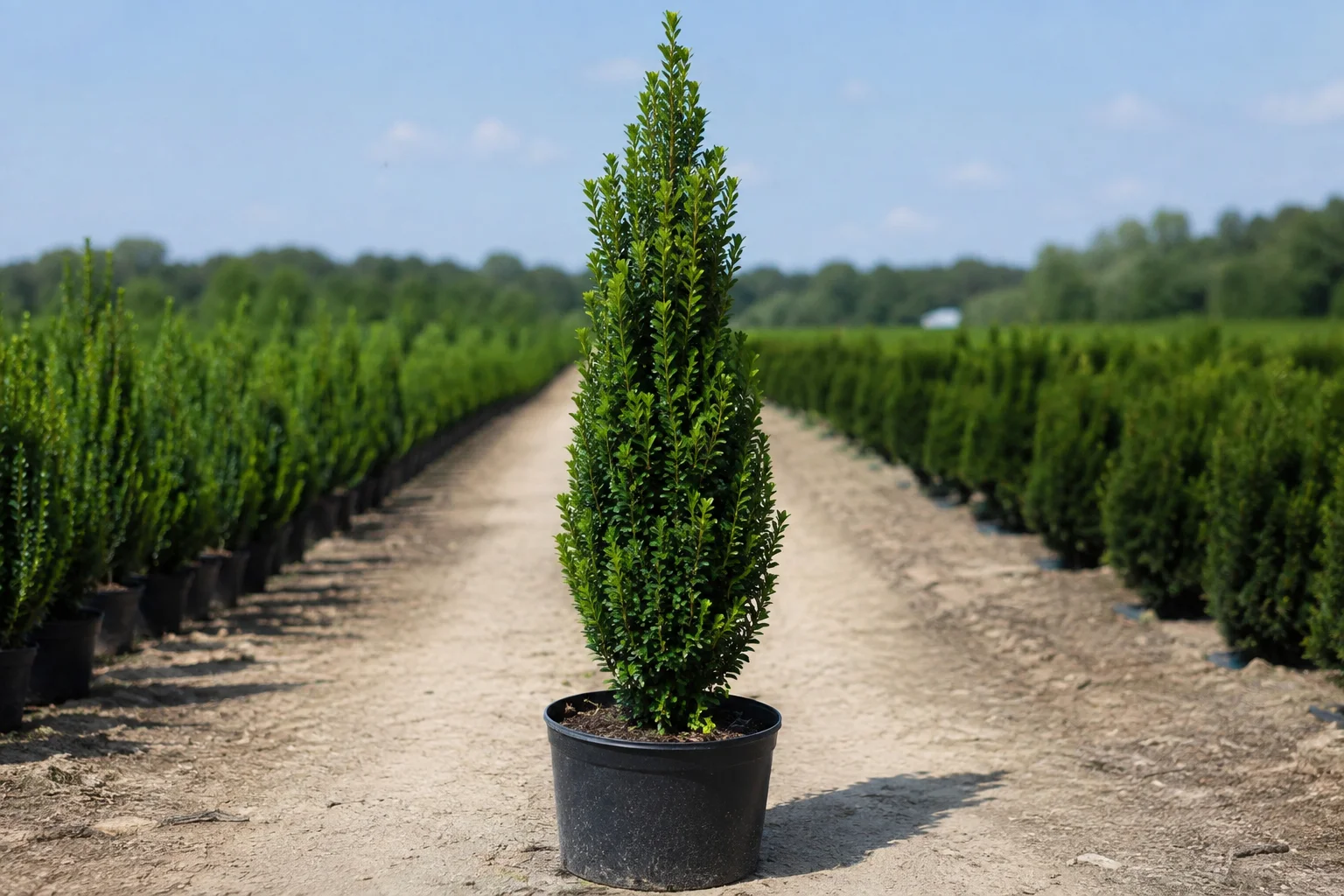 Sky Pencil Holly plant growing in a nursery pot with a tall, narrow columnar shape and dense green foliage outdoors.