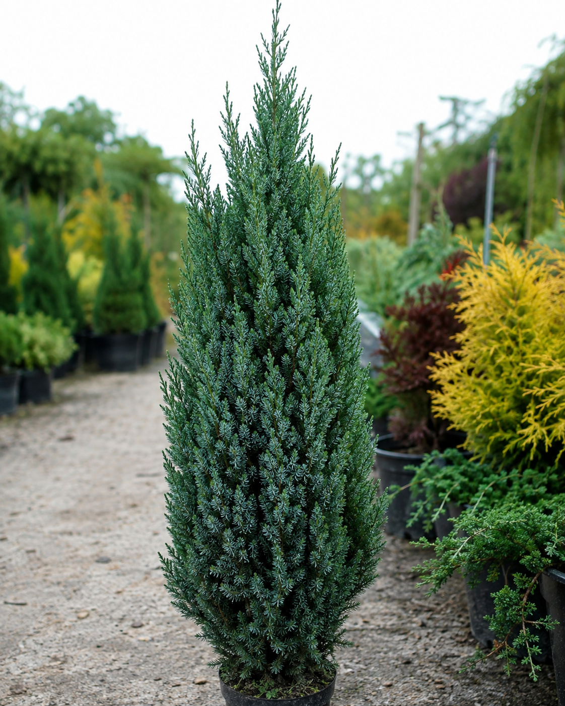Skyrocket Juniper (Juniperus scopulorum 'Skyrocket') growing in a landscaped garden, featuring a tall, narrow evergreen form with dense blue-green foliage, ideal for privacy screens, foundation planting, and vertical landscape accents.