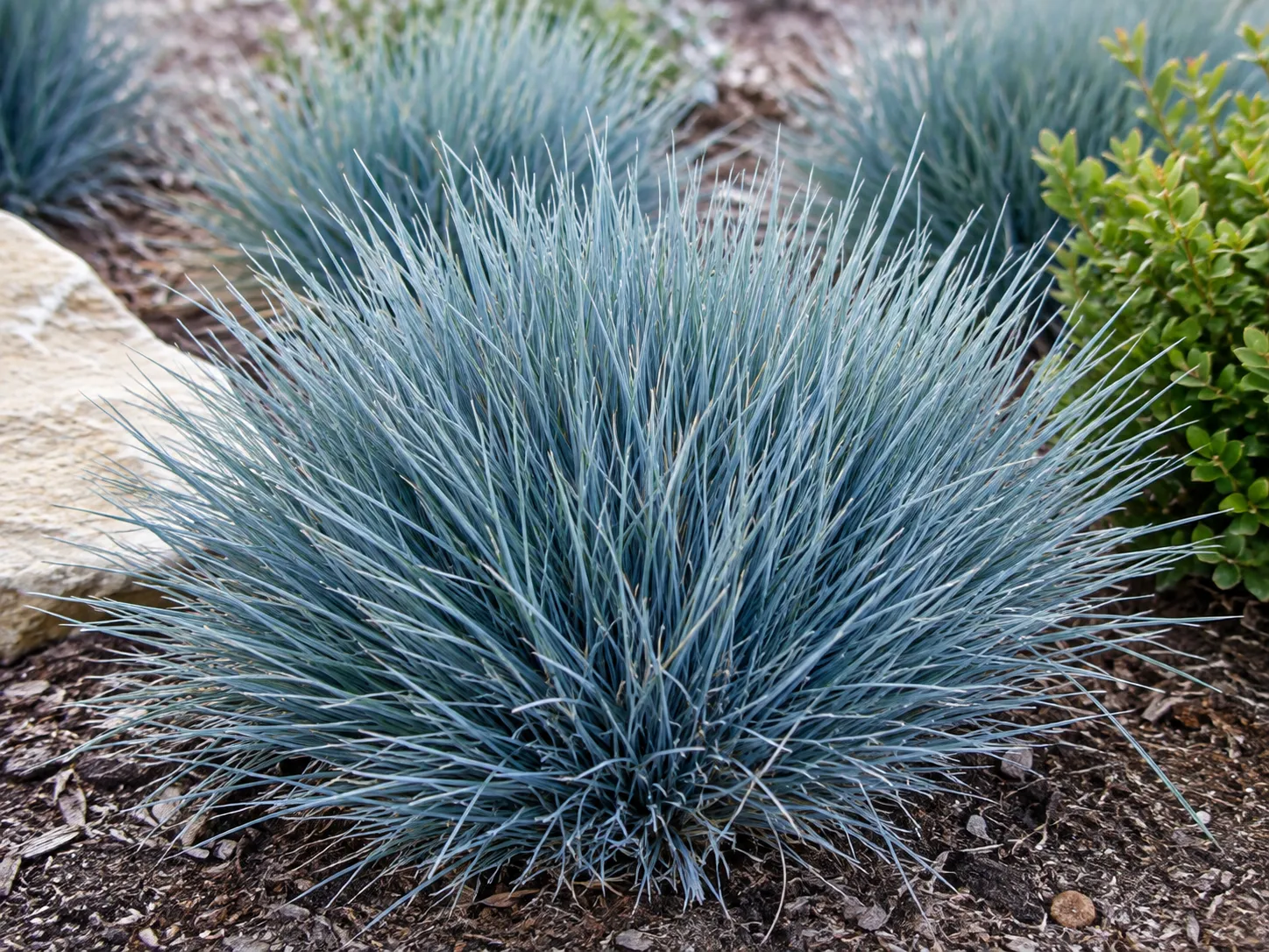 Elijah Blue Fescue ornamental grass with silvery blue foliage growing in a landscaped garden bed.