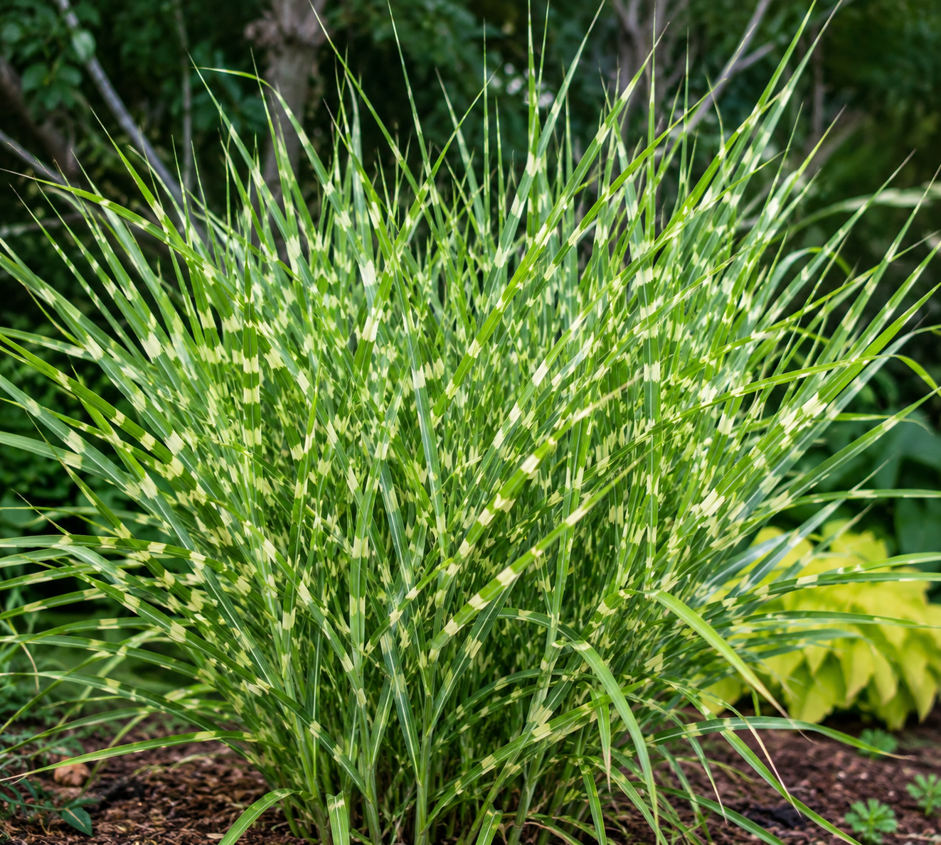 Zebra Grass with distinctive green and creamy white striped leaves growing in a landscaped garden.