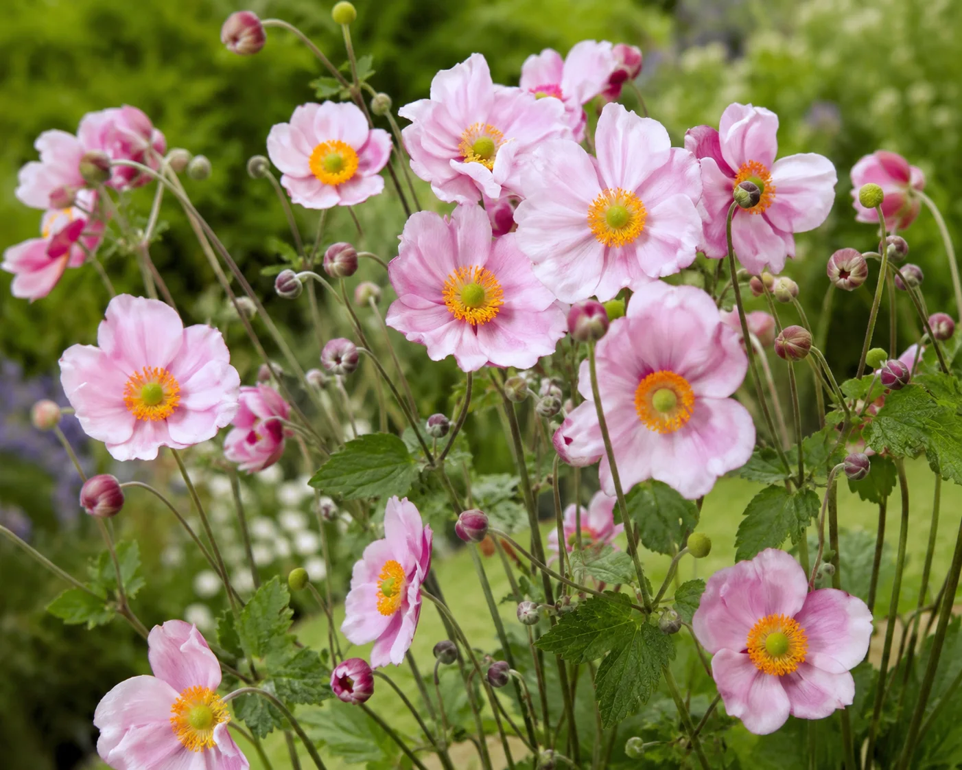Beautiful pink Japanese anemone flowers blooming in a lush green garden with delicate petals and golden centers.