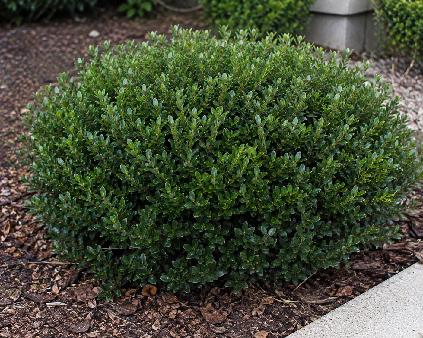 Shamrock Inkberry Holly shrub with dense, glossy green foliage growing in a landscaped garden bed.