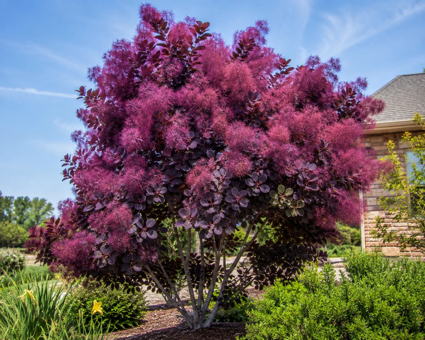 : Royal Purple Smoke Tree with deep purple foliage and fluffy pink blooms growing in a landscaped residential garden.