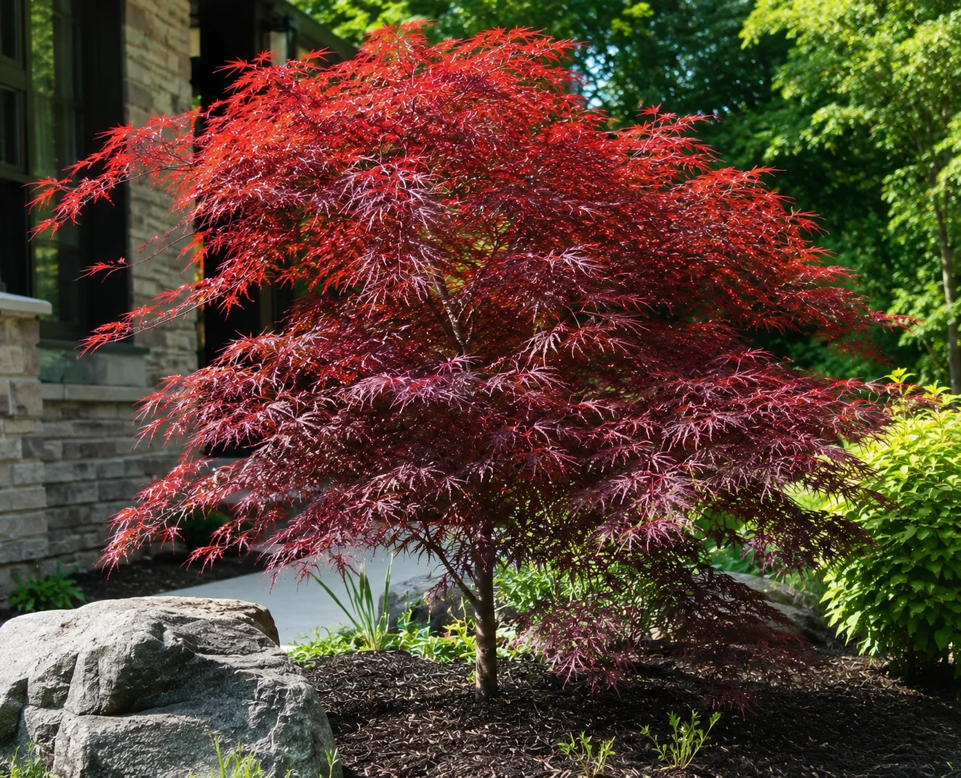 Red Dragon Japanese Maple tree with deep red foliage in a landscaped garden
