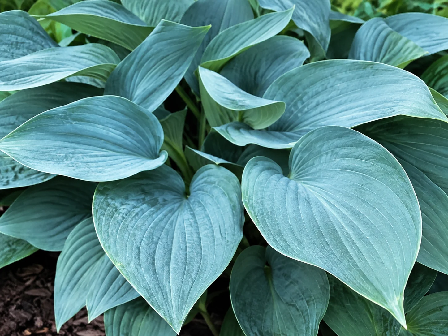 Close-up of blue-grey textured leaves on a mature Hosta 'Blue Angel' plant