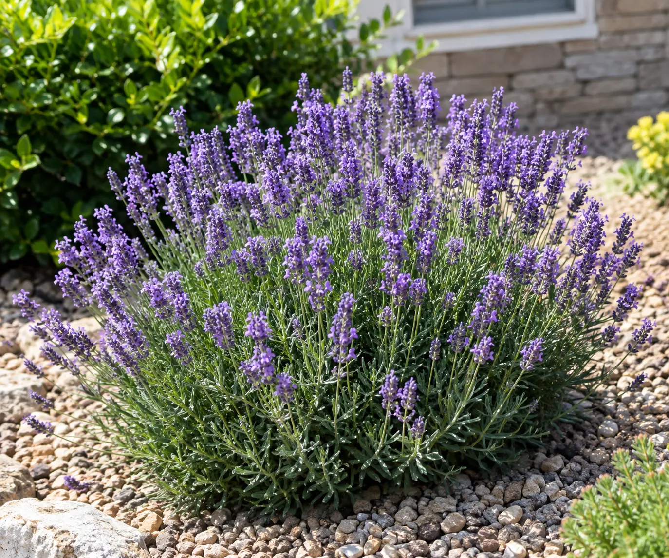 Mature English lavender plant with purple flower spikes growing in a sunny bed mulched with pea gravel