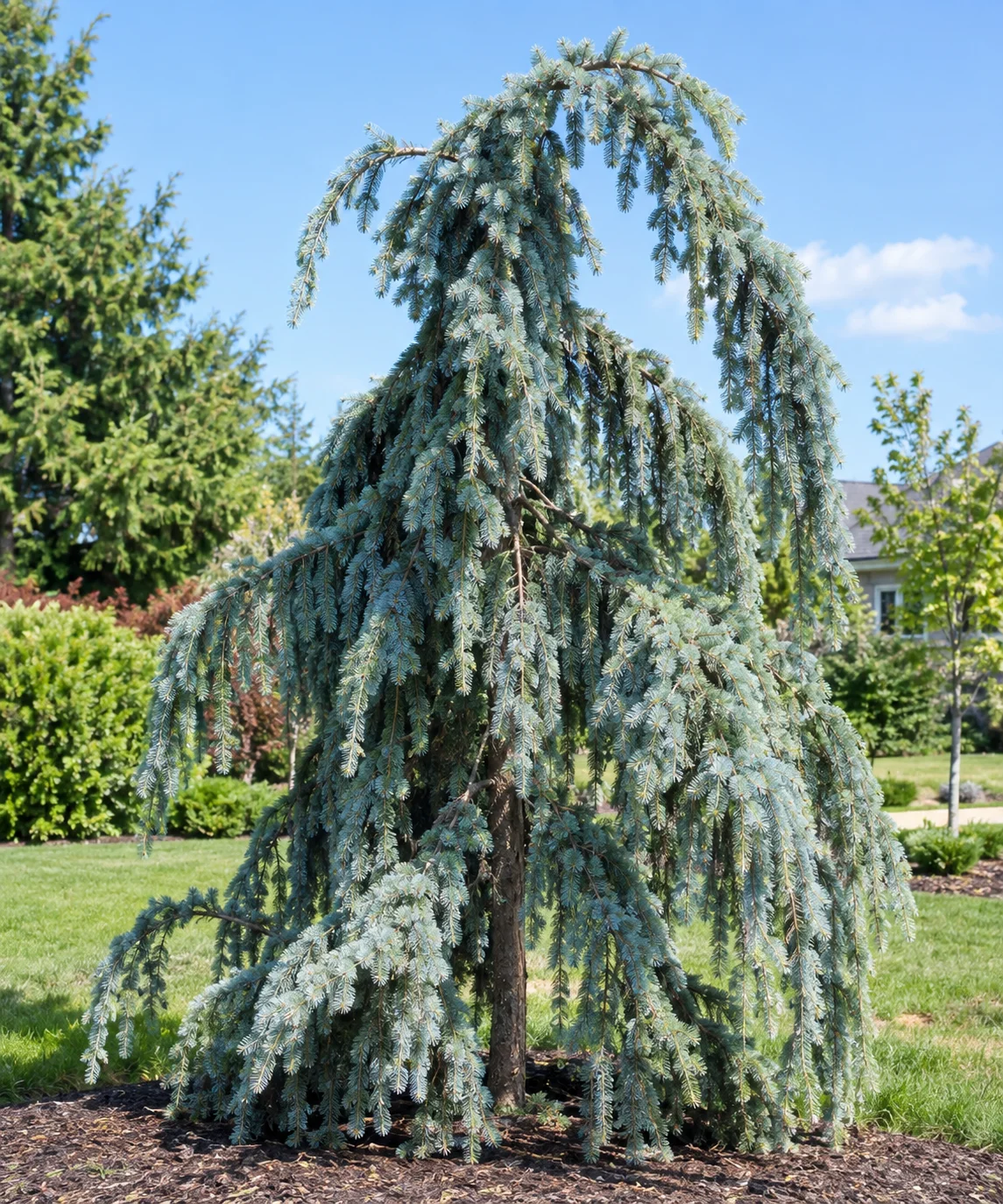 Weeping white spruce with cascading blue-green branches in a landscaped garden