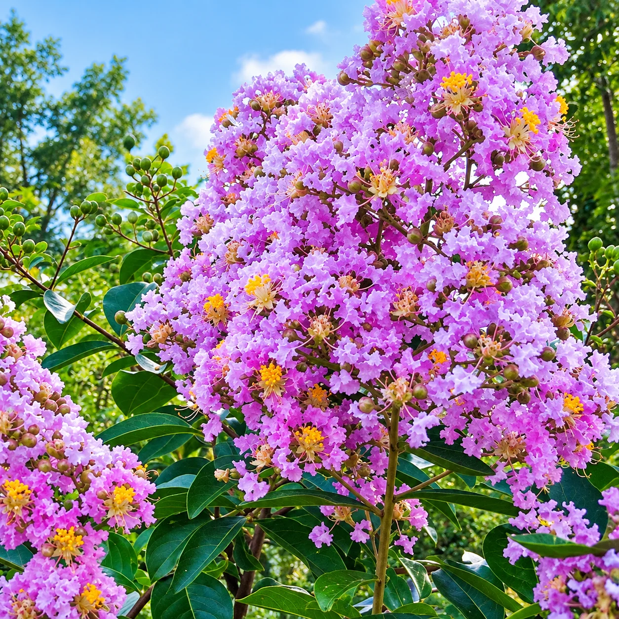 Mature Muskogee crape myrtle covered in light lavender-pink summer flowers in a residential yard.