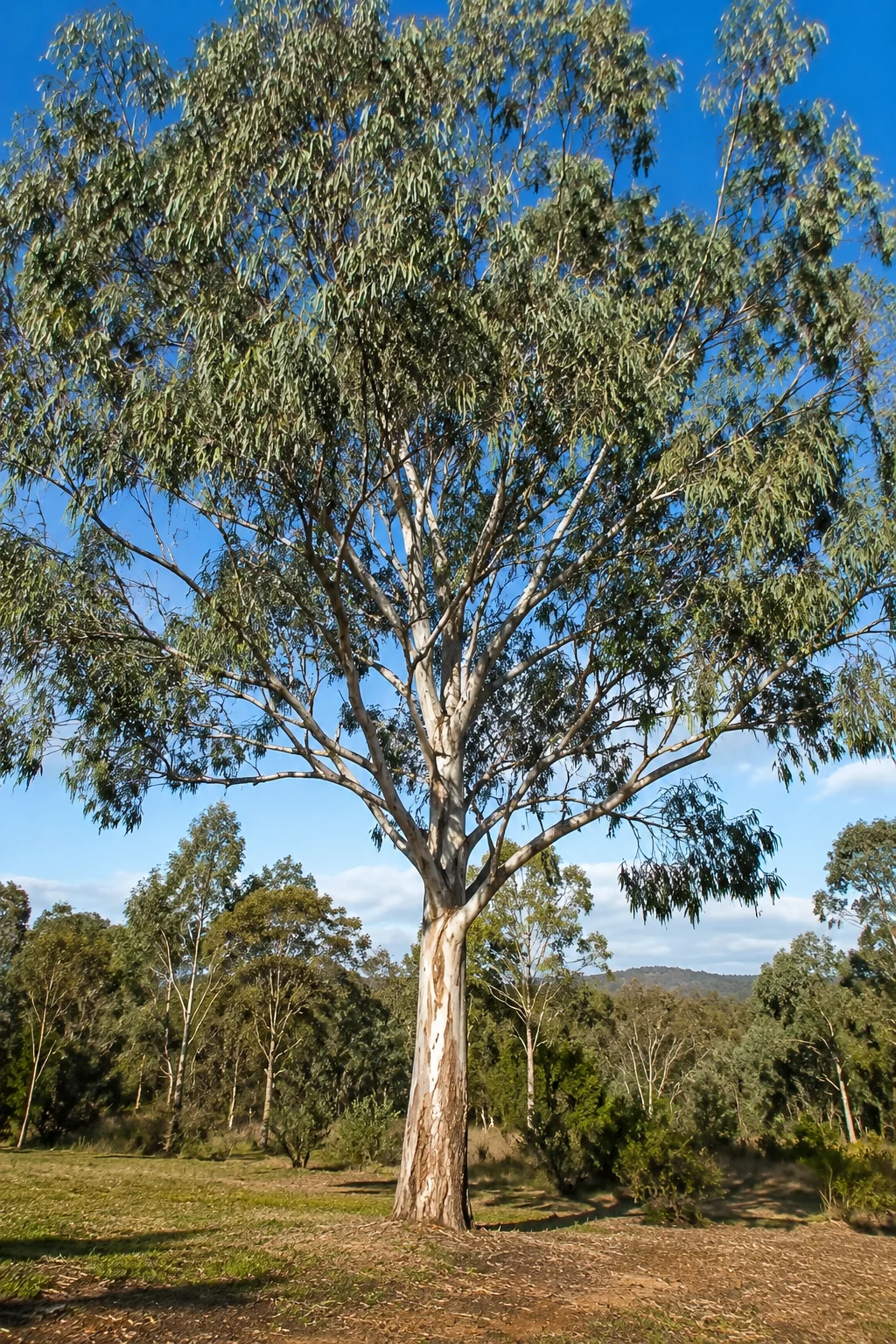 Tall eucalyptus tree with a pale peeling trunk and green-gray leaves growing in a sunny natural landscape.