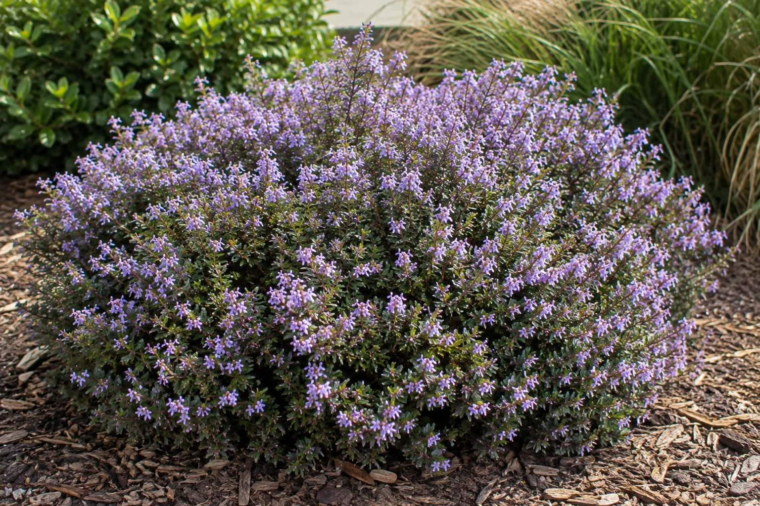Mounding Mexican heather shrub covered in small lavender-purple flowers in a landscaped garden
