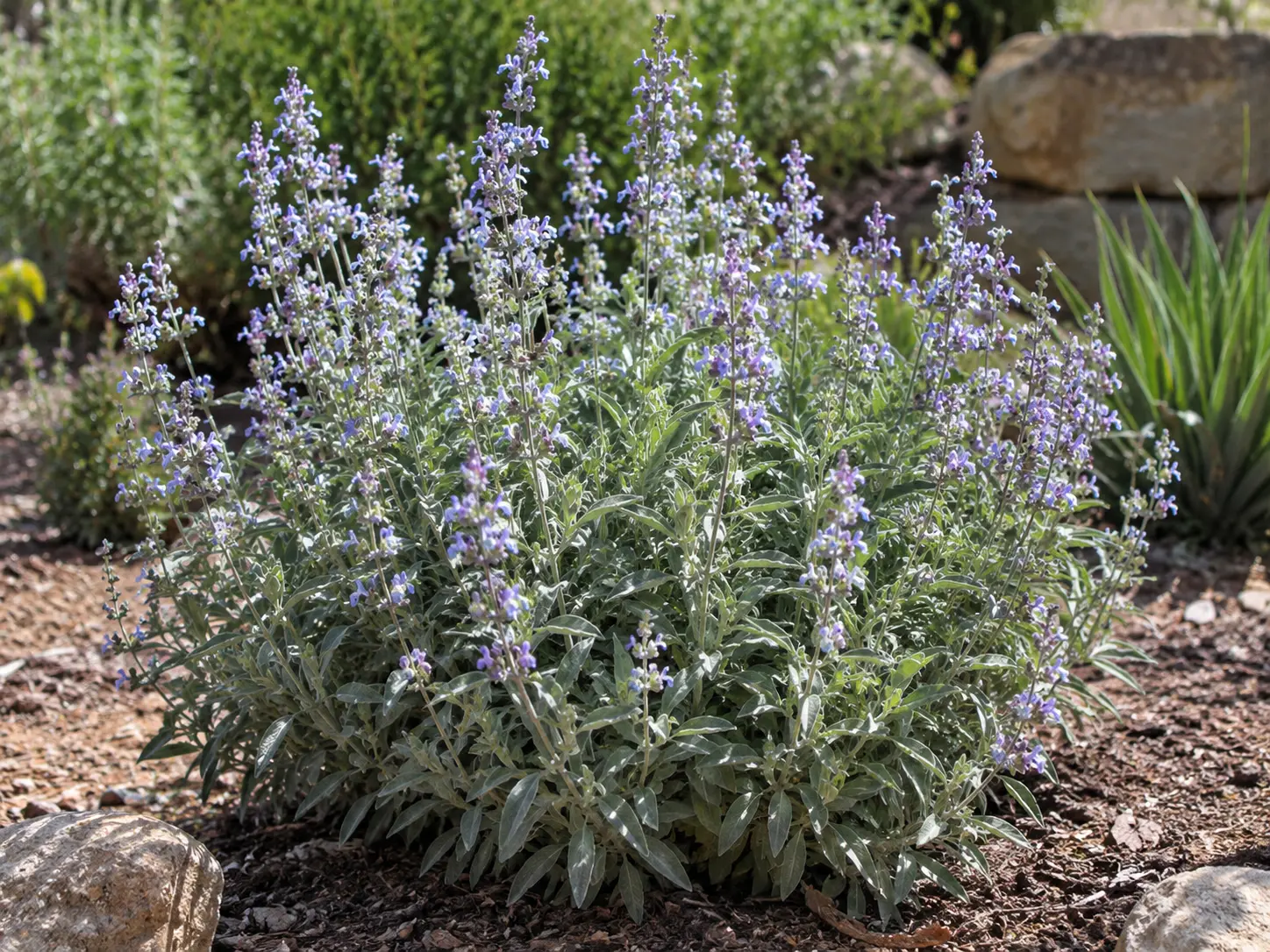 White sage shrub with silvery-gray leaves and tall flower stalks growing in a sunny, gravelly garden bed.