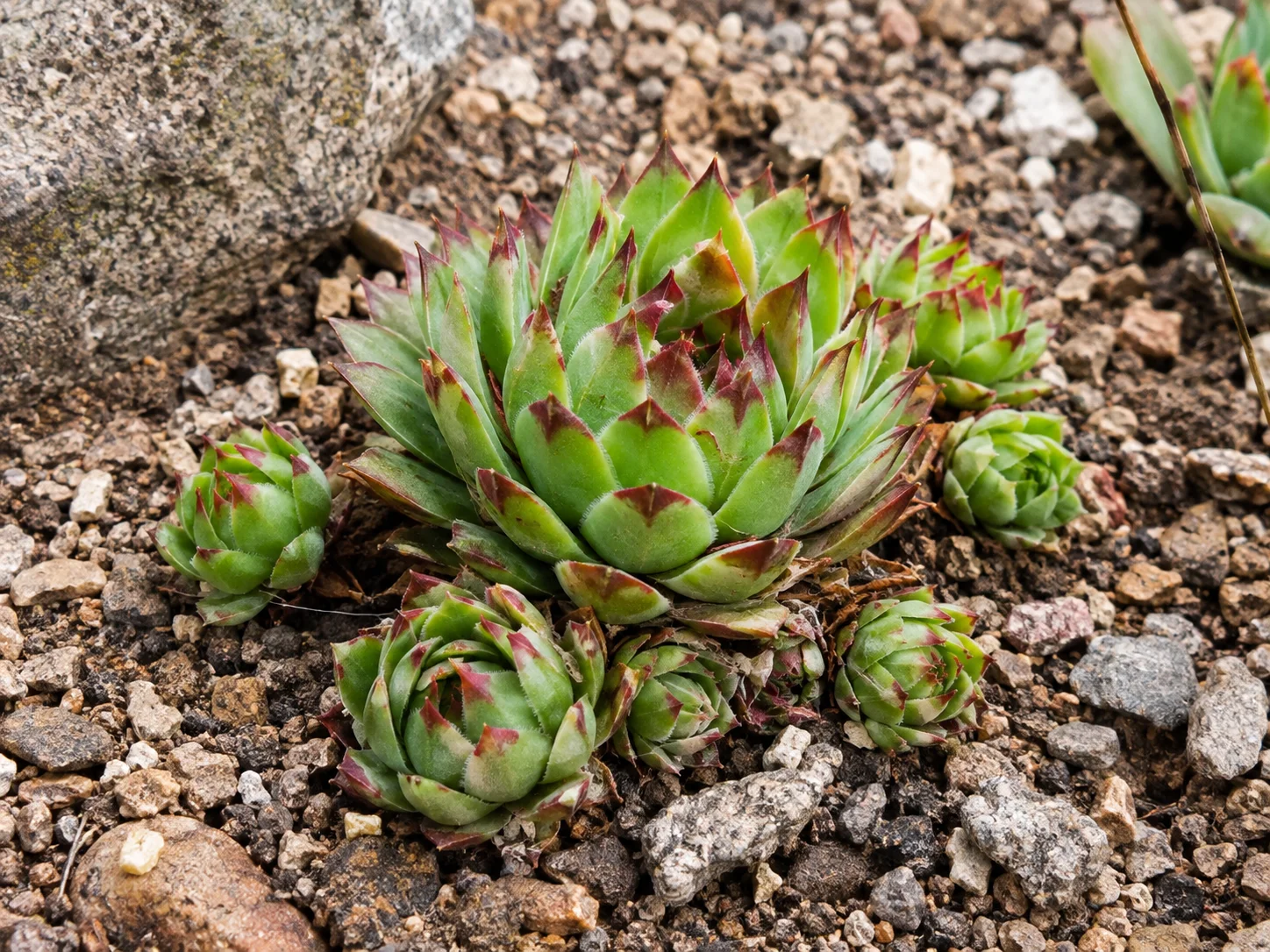 Sempervivum hen rosette surrounded by small offset chicks growing in gravelly soil