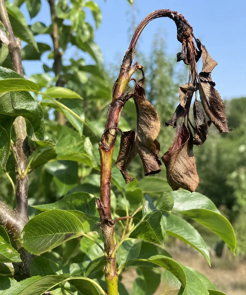 Pear branch tip with blackened, curled shoot caused by fire blight