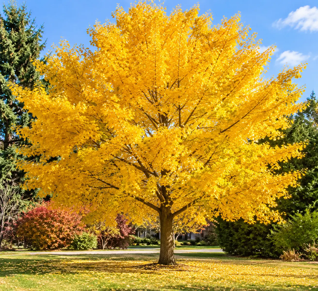 Mature Autumn Gold ginkgo tree with bright golden-yellow leaves in a residential yard in fall.
