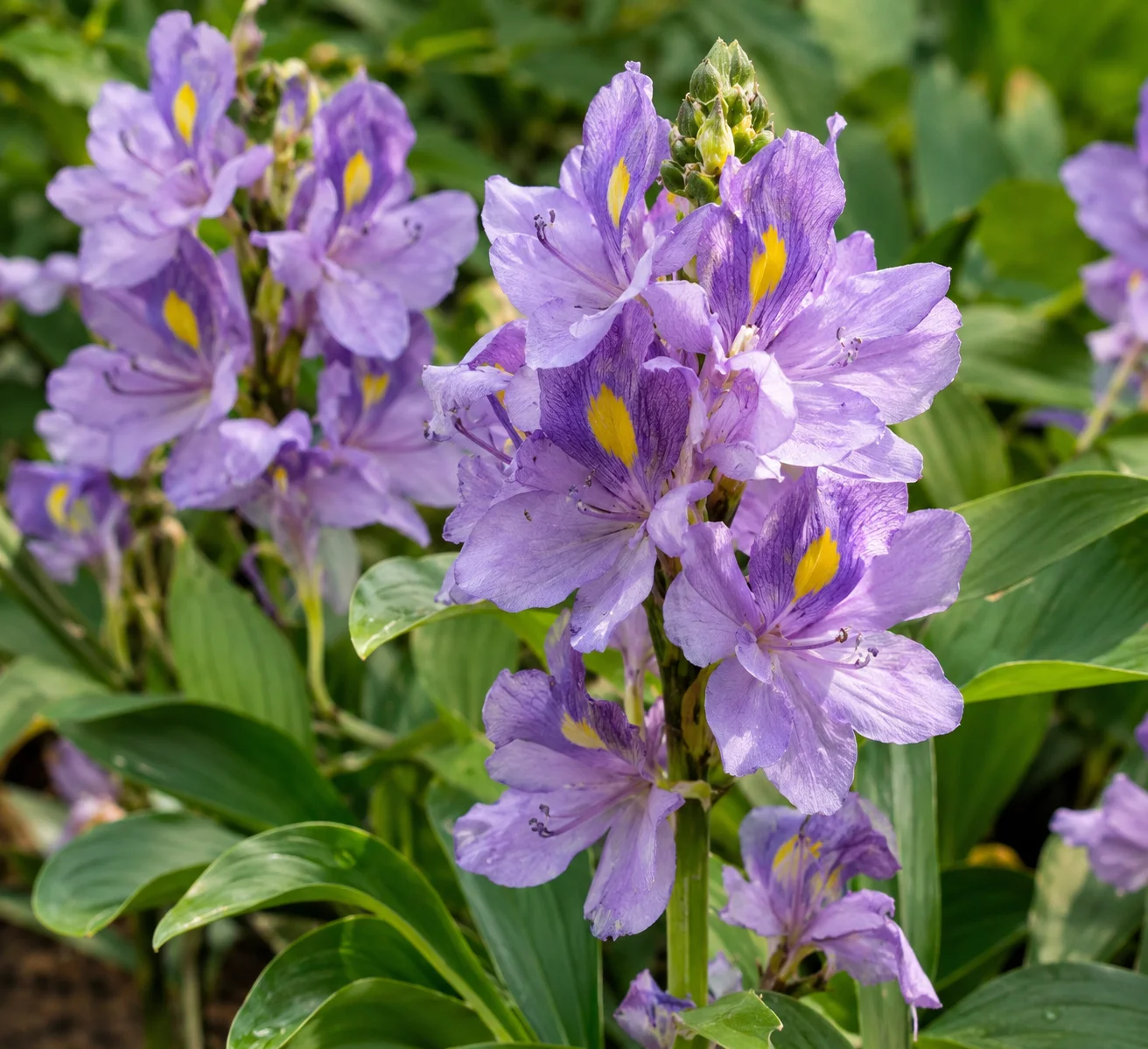 Close-up of lavender wisteria flower clusters with yellow markings hanging from a vine