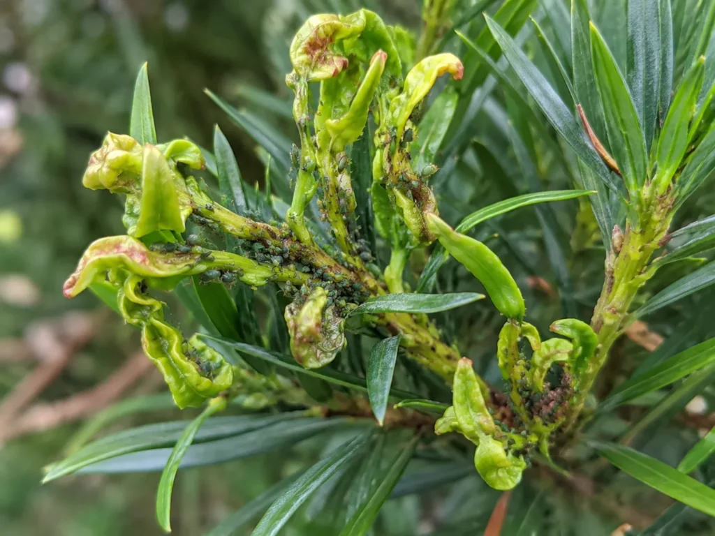 AI-generated illustration of curled new podocarpus shoots with small dark aphids and sooty mold