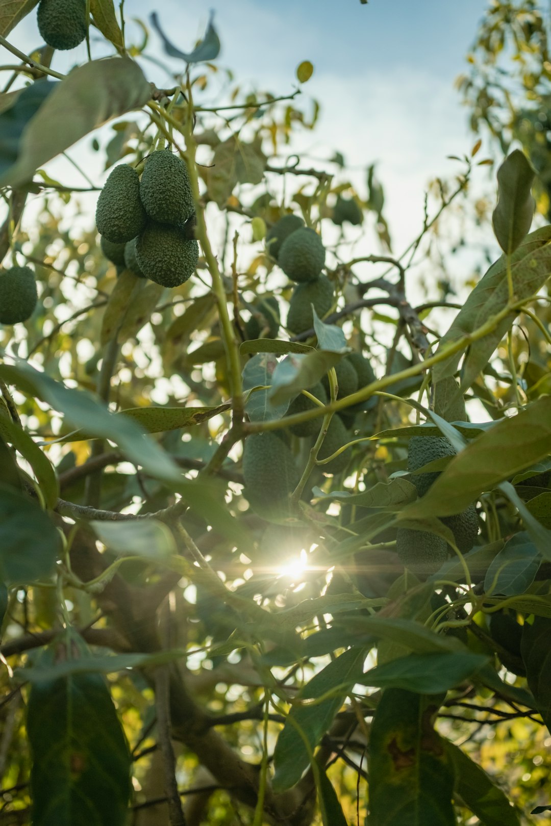 Green avocados hanging from an avocado tree branch in warm sunlight